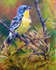 Kirtland Warbler